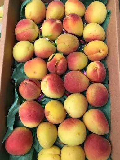 PAKISTANI APRICOT BOX