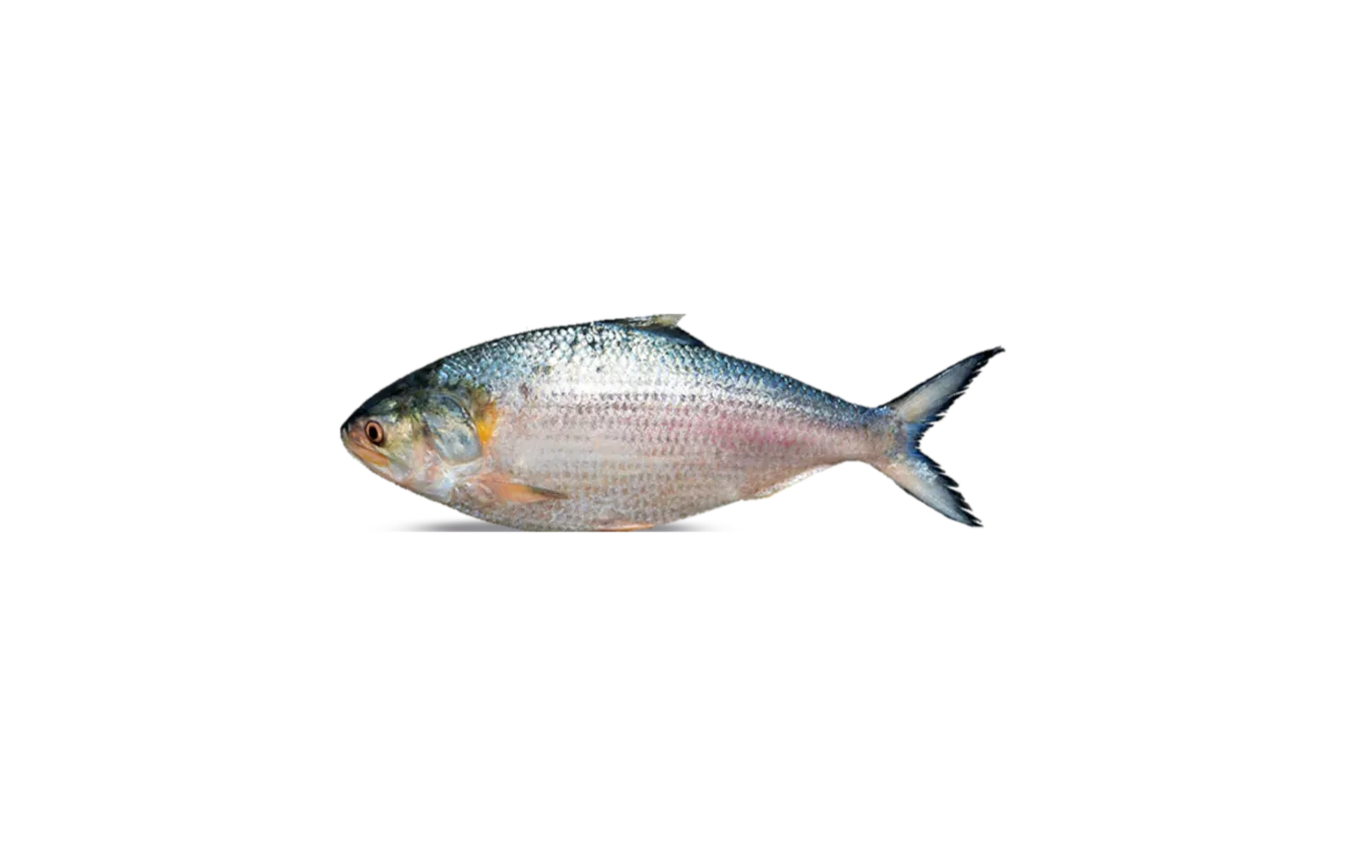HILSHA FISH 3lb