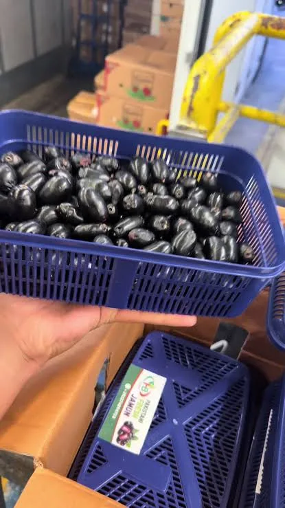 FRESH JAMUN BOX