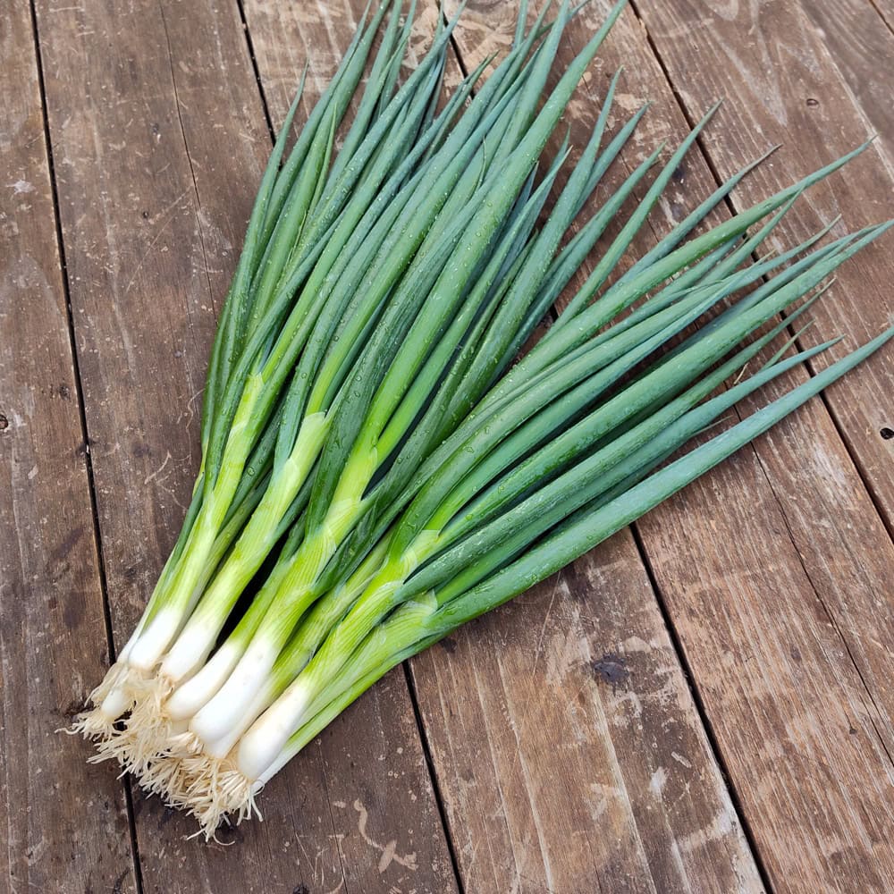 Fresh Green Onion