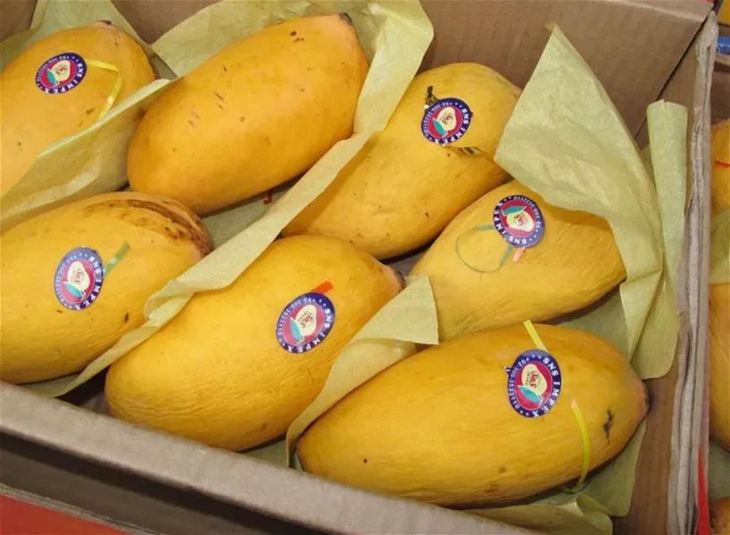 XL-MANGO BOX