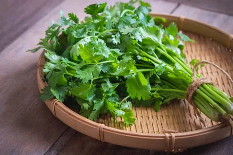 FRESH CORIANDER/PC